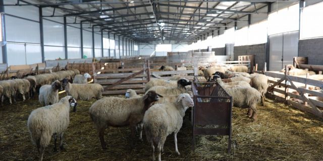 Как да подобрим продуктивността в овцефермата в няколко стъпки?