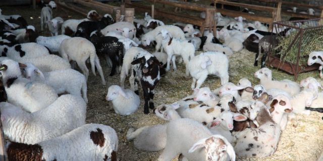 Как да подобрим продуктивността в овцефермата в няколко стъпки?