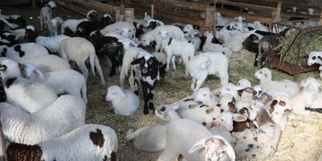 Как правилно да храним овцете и агнетата в началото на пролетта?